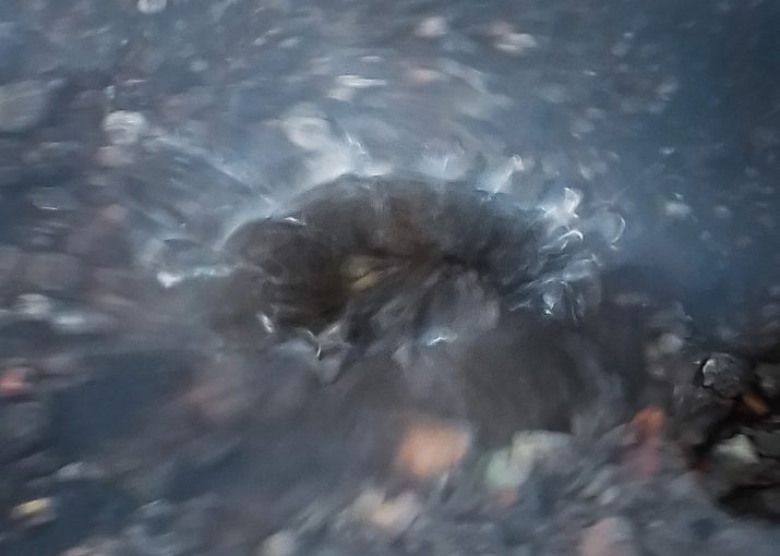 En droppe landar i vatten. Foto: Irina Bagley.